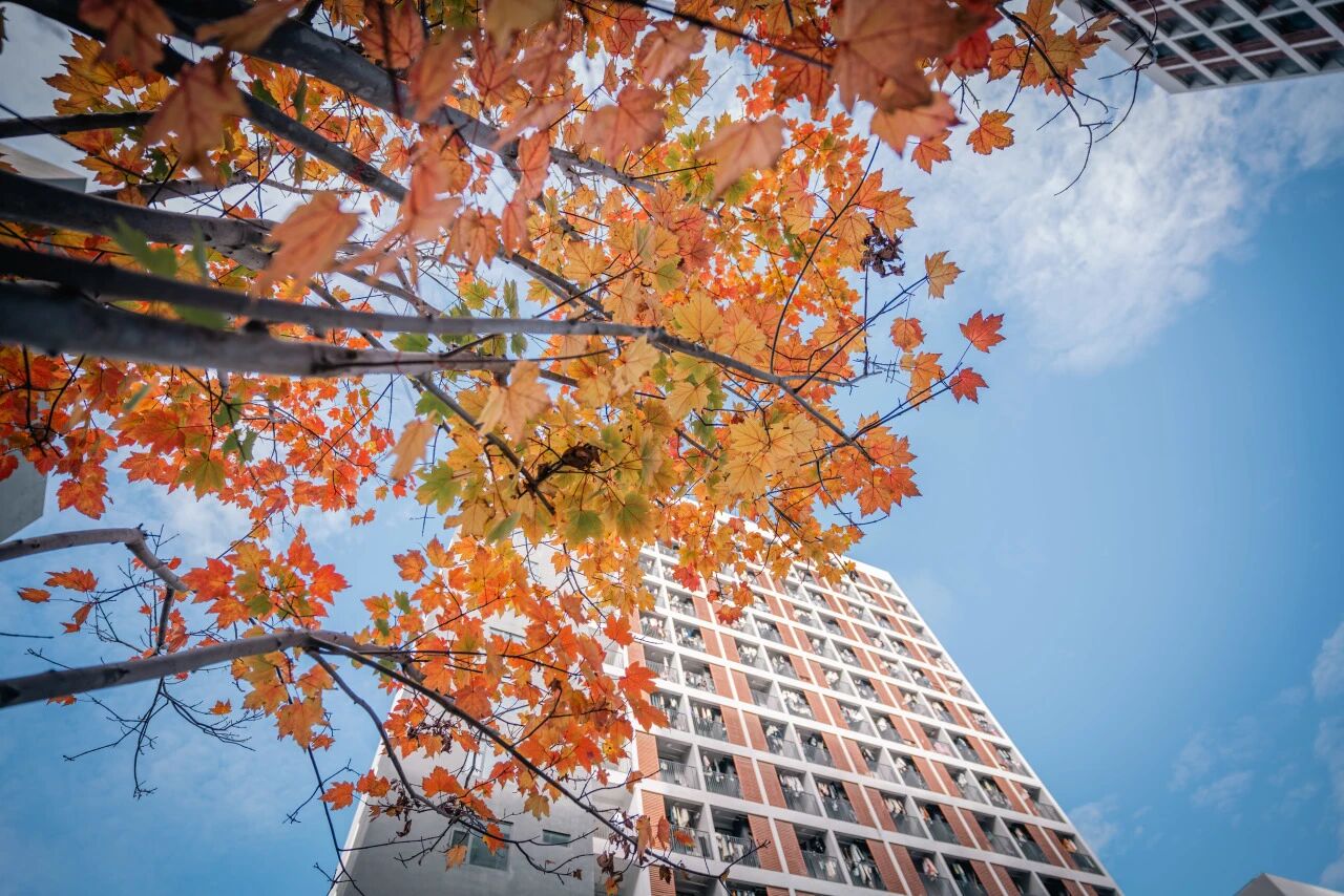 景艺大的秋，是藏在建筑缝隙里的调色盘